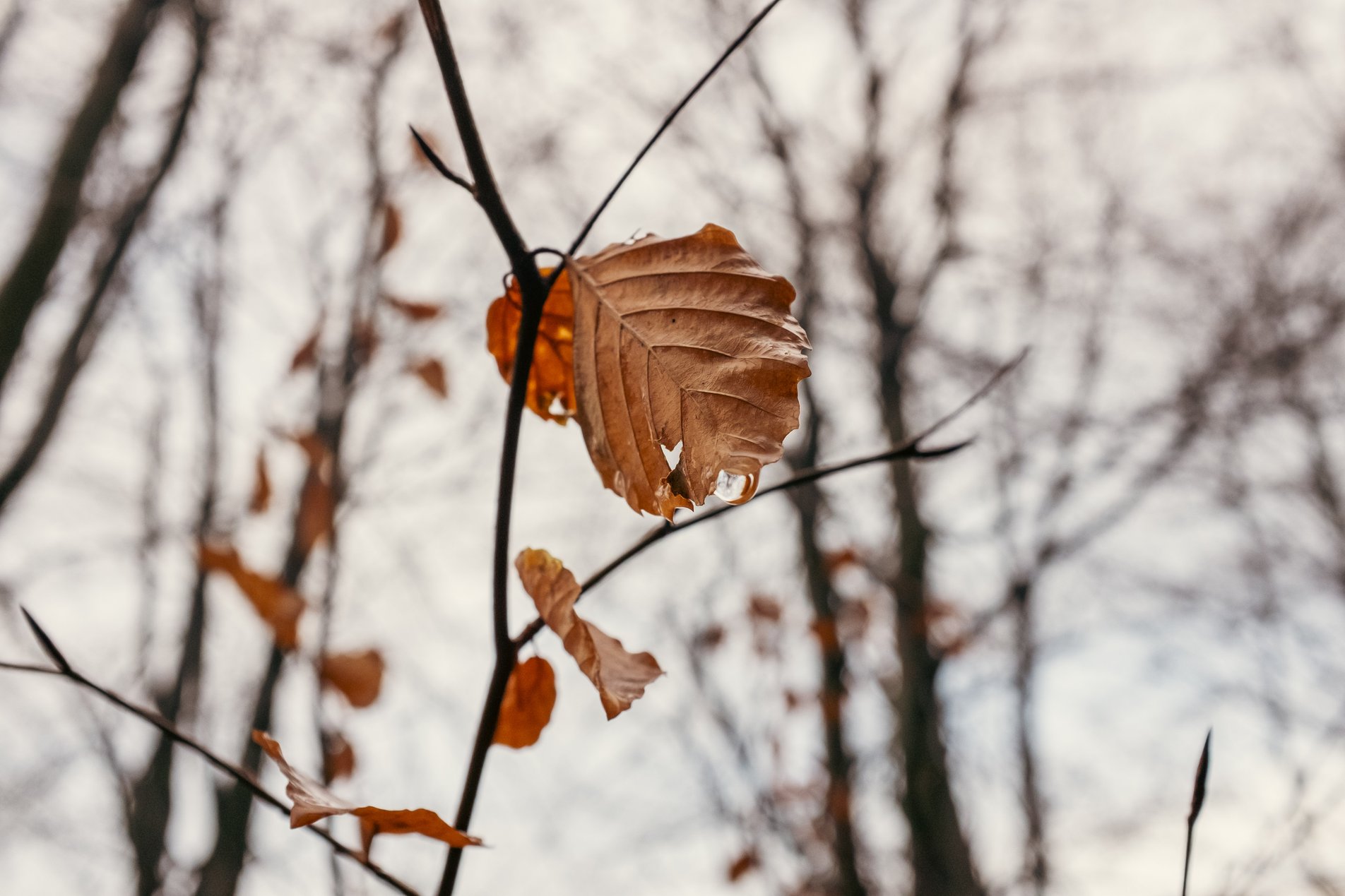 brown oak leaf on winter branch