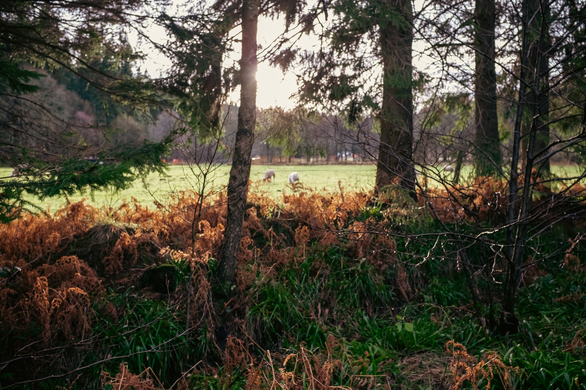 sheep in a field in winter