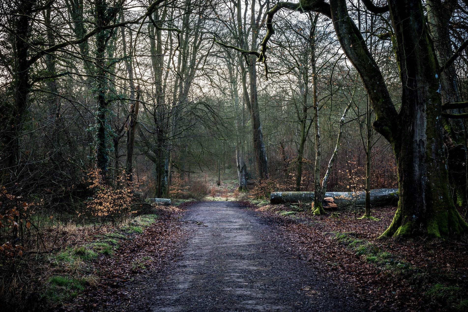 roadway through forest