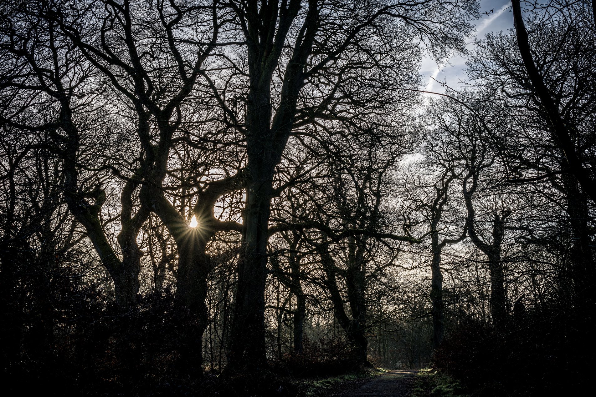 early morning sunlight through trees