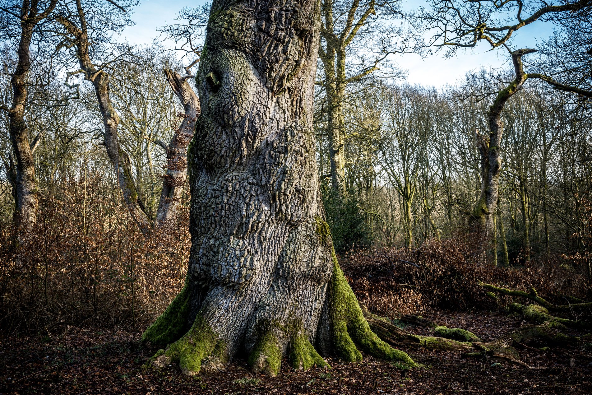 close up of tree trunk with moss