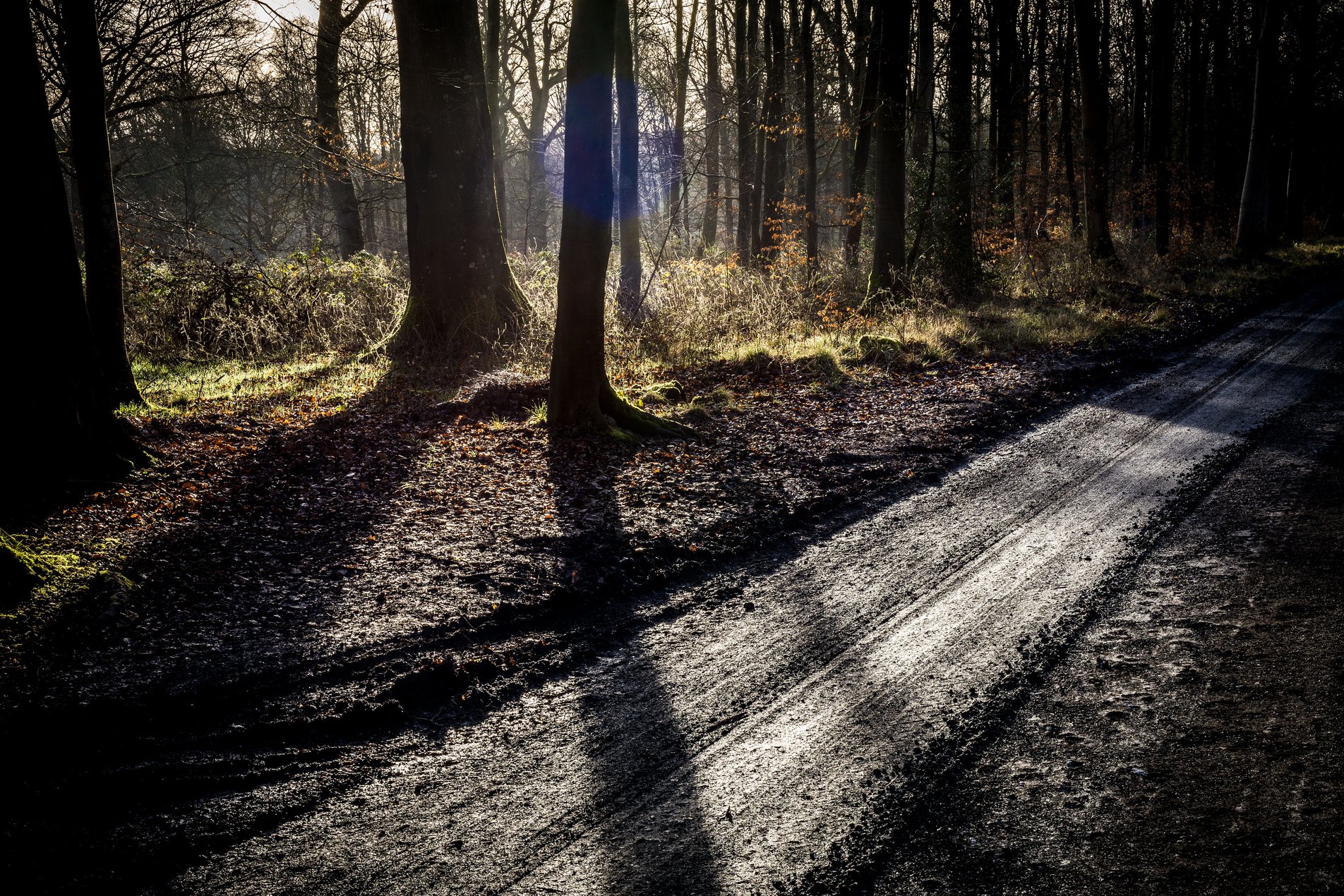 forest track and trees