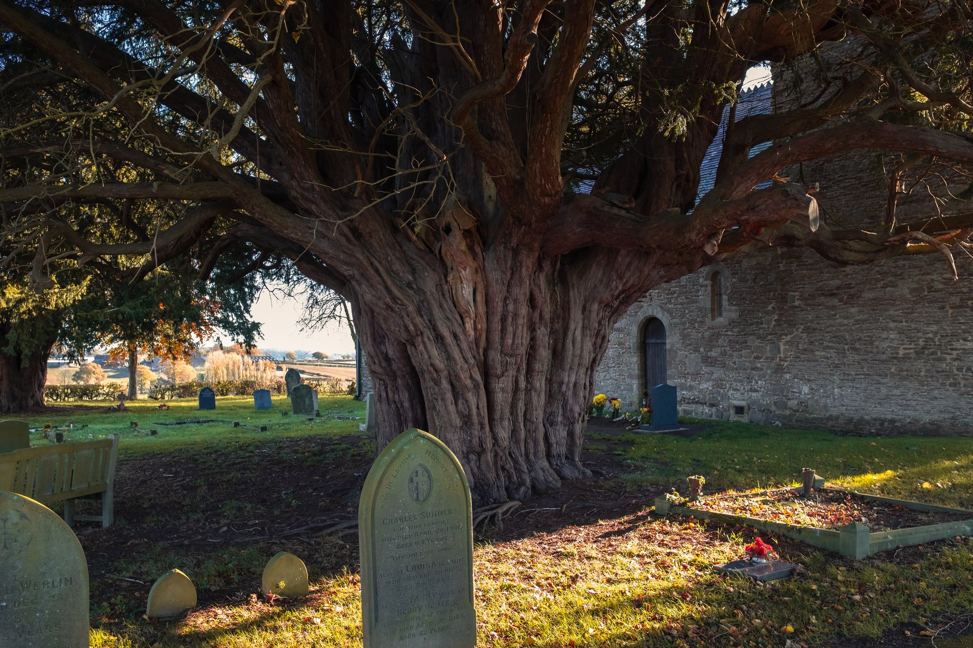 ancient tree in churchyard