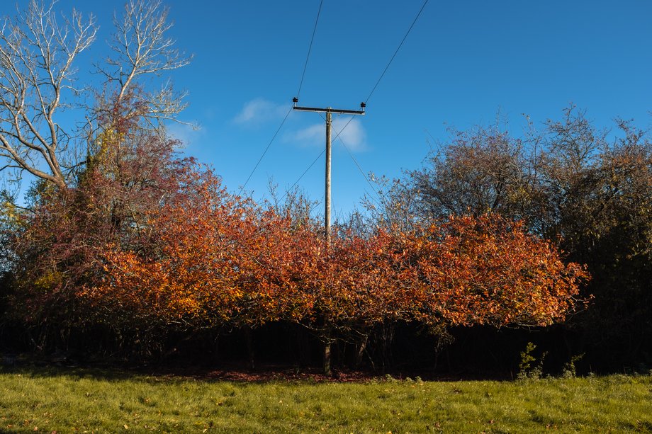 autumnal tree and telegraph pole