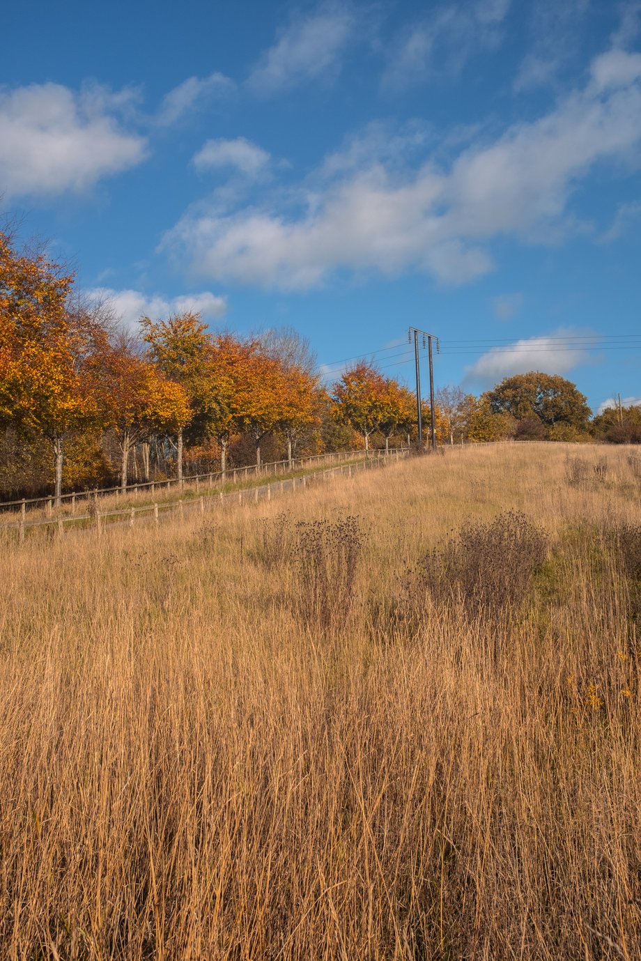 autumnal view over field
