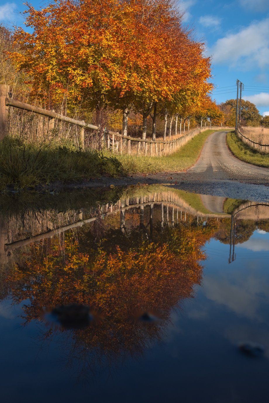 autumnal view over puddle