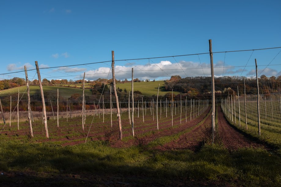 empty hop plantation