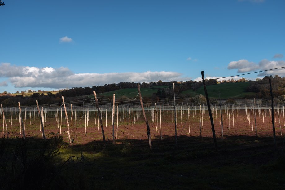 empty hop plantation