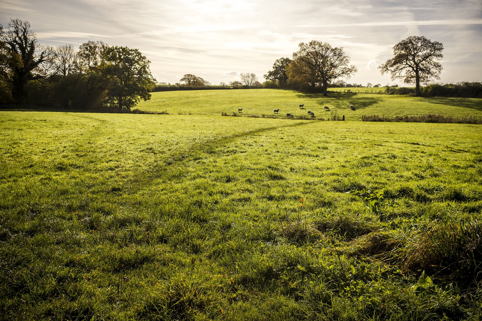 path across fields with sheep