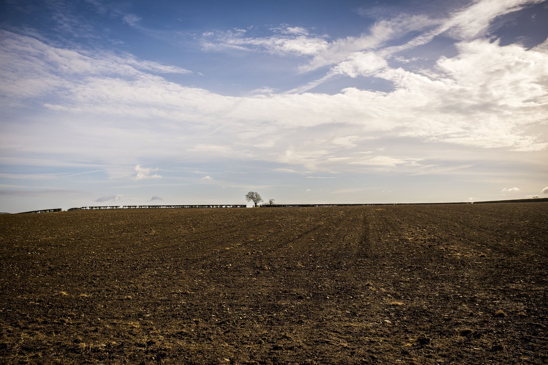 ploughed field with straight hedgerow