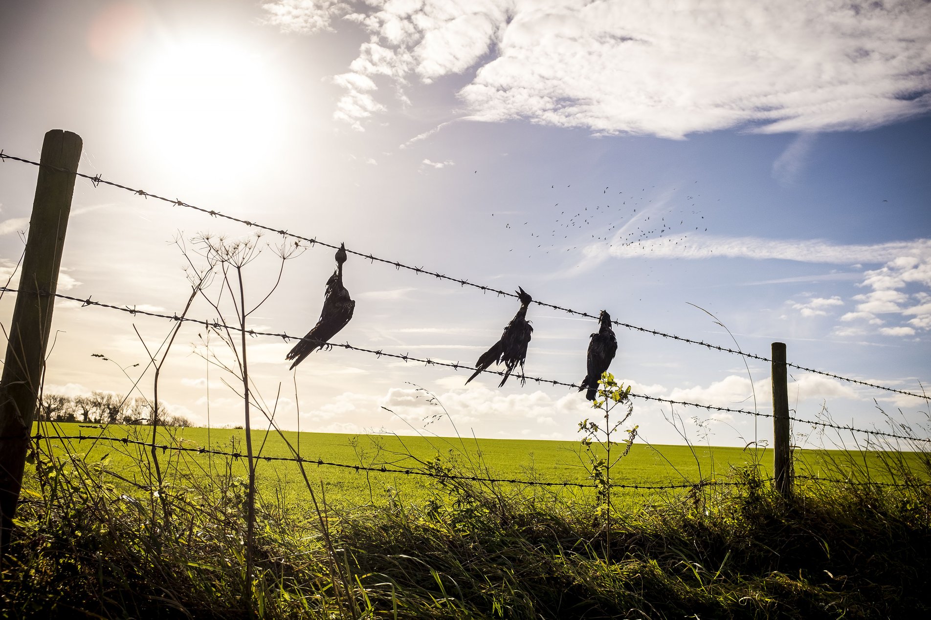 dead crows on a fence