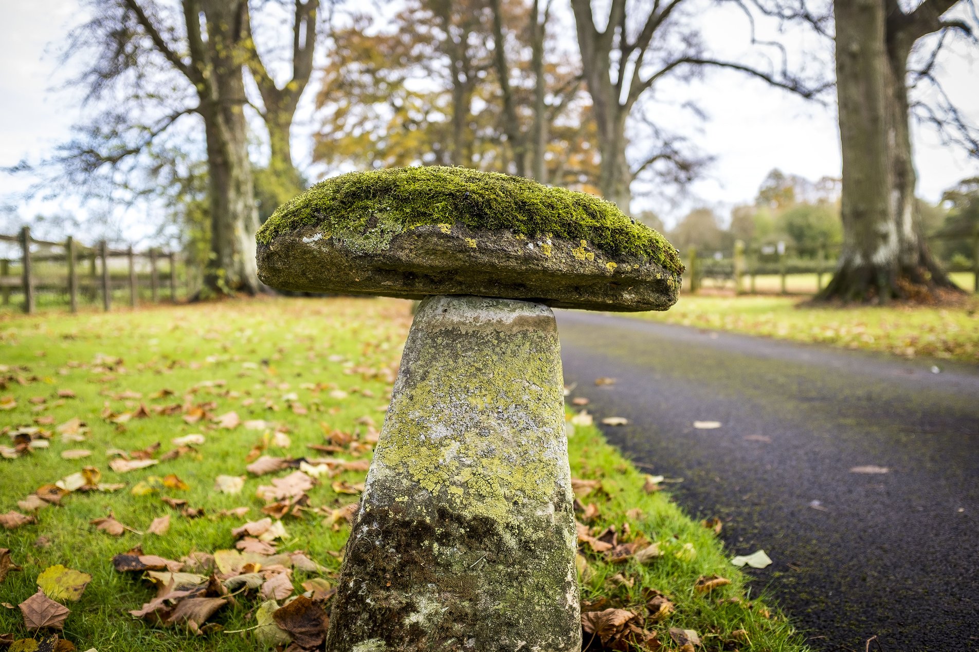 stone toadstool