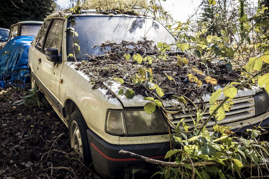 abandoned white peugeot car covered in vegitation