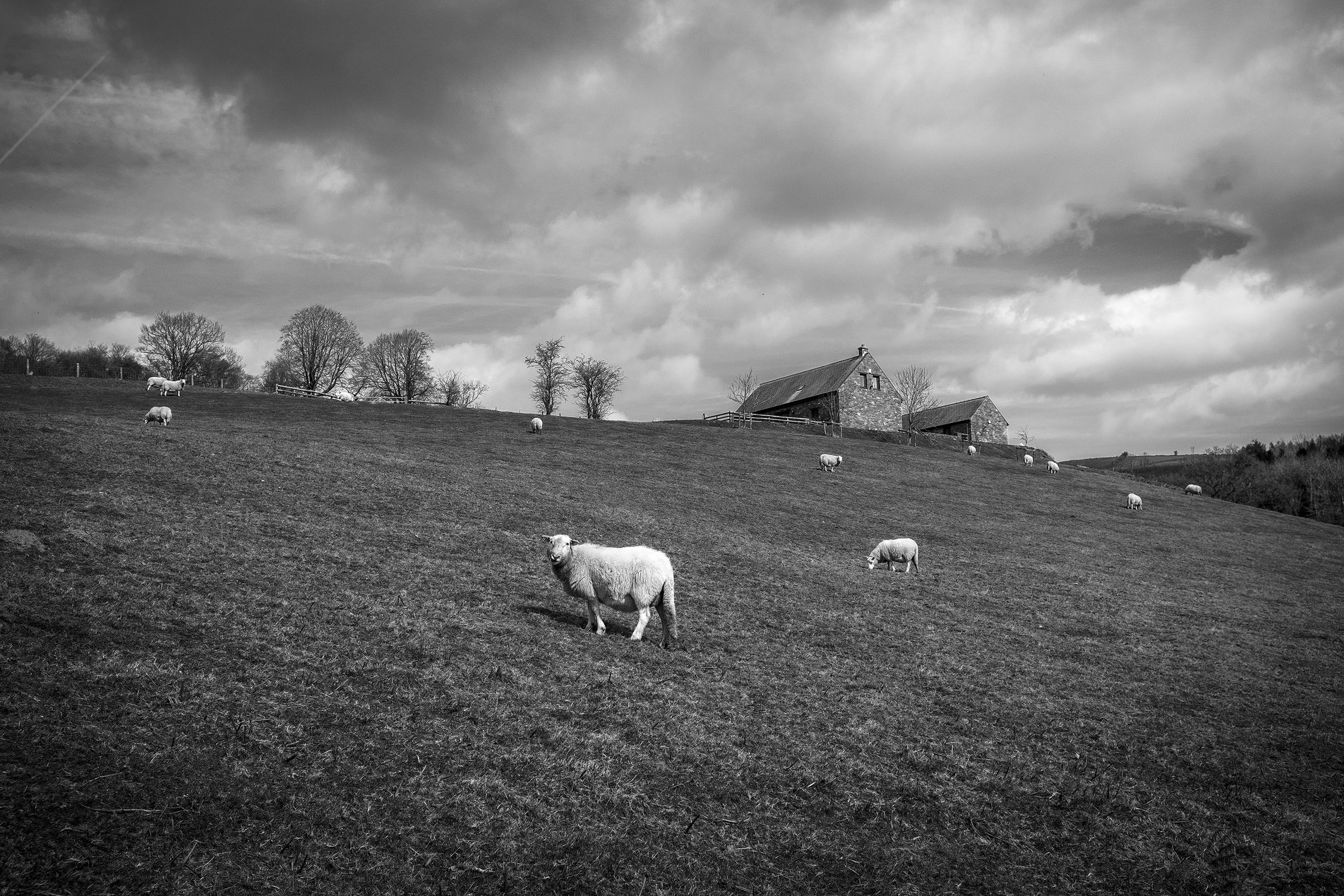 black and white shot of sheep in field
