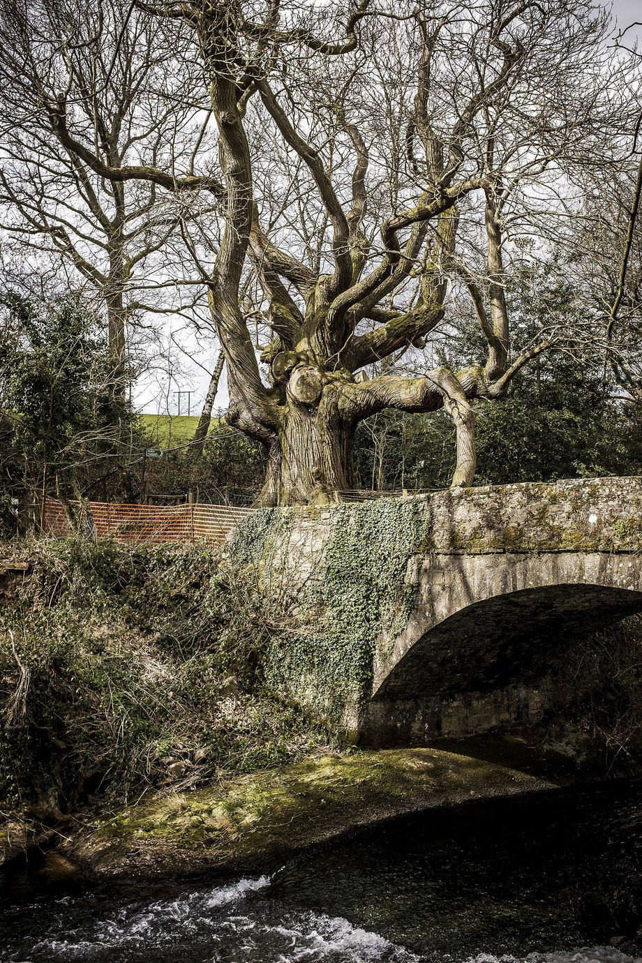 stone bridge over river with large tree