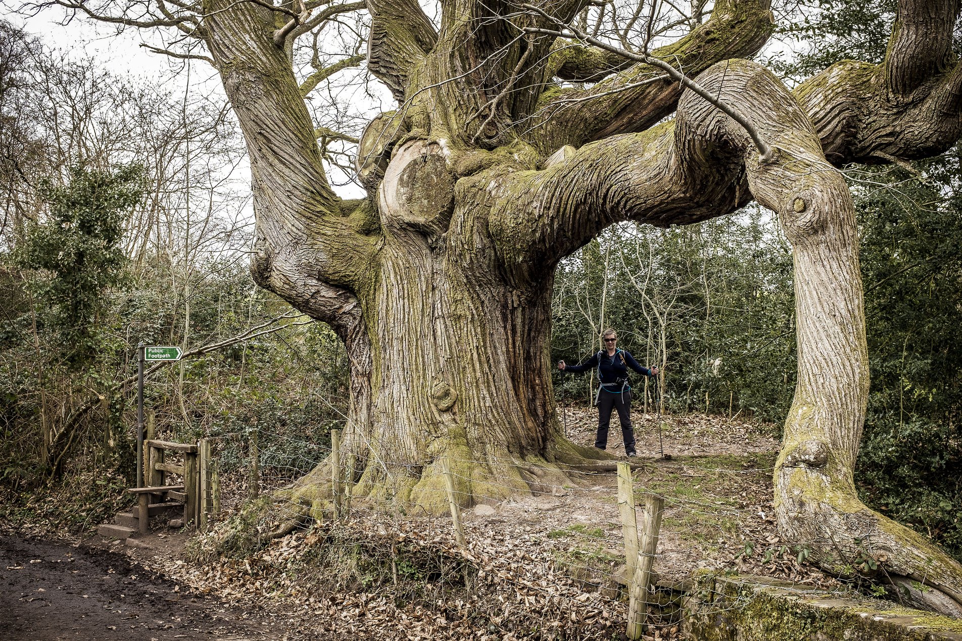 large old tree with person standing alongside