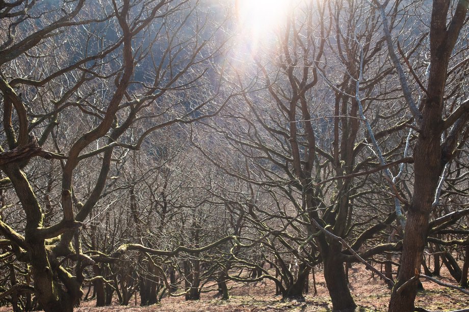 winter forest twisted branches in low sunlight