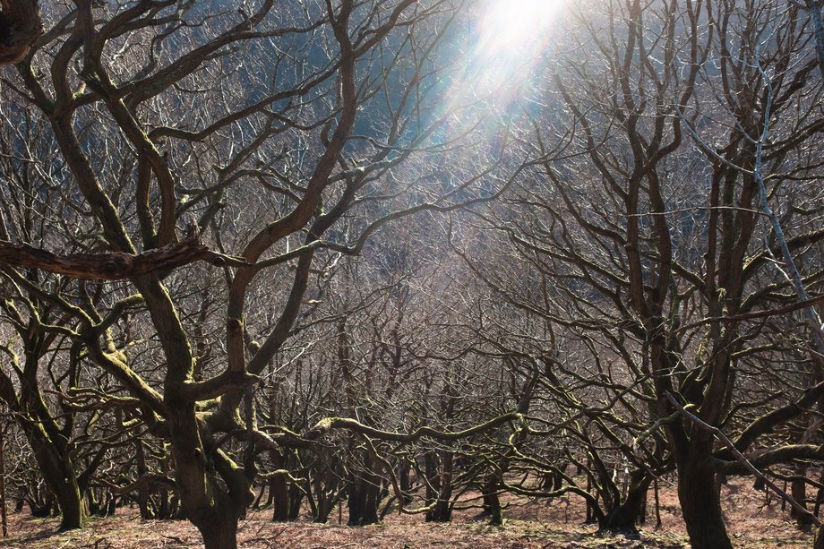 winter forest twisted branches in low sunlight