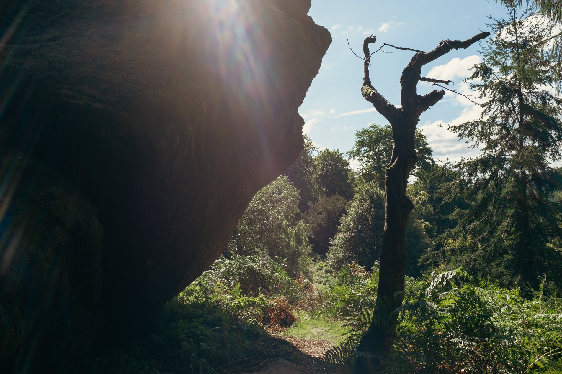 rock outcrop in forest