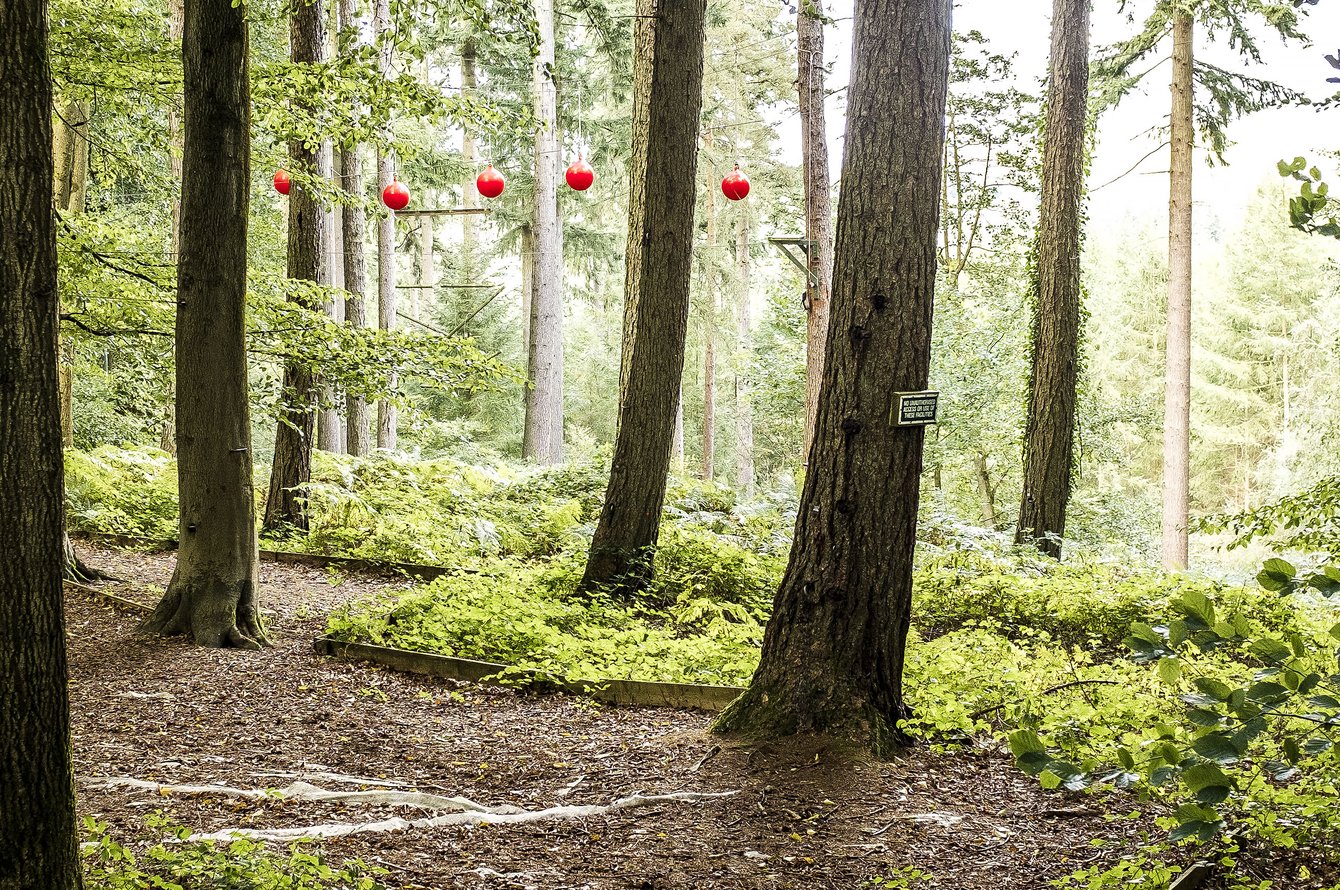 red ball sculpture hanging in forest