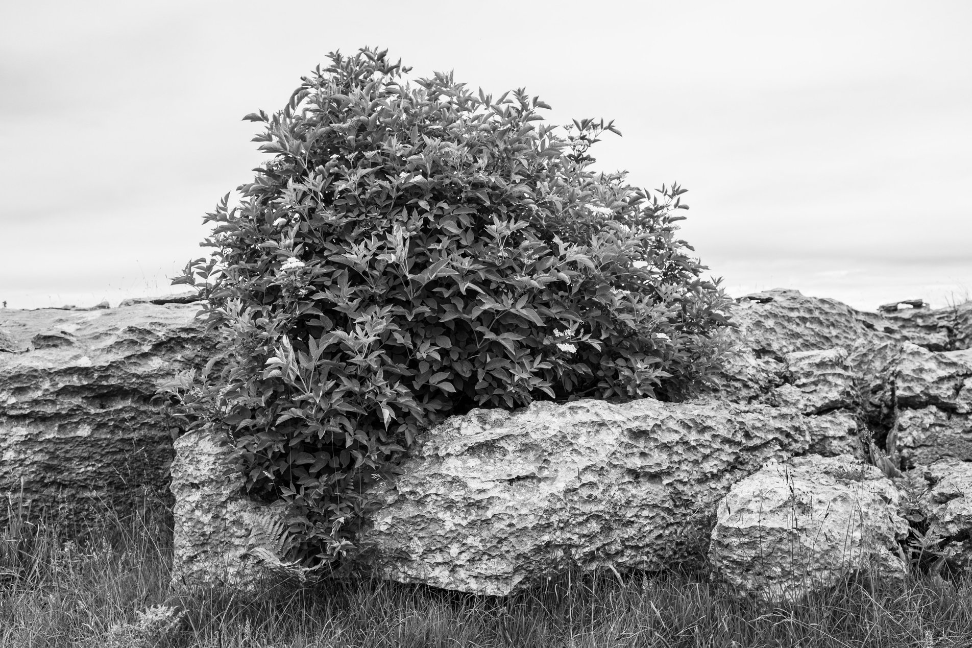limestone pavement at great asby scar