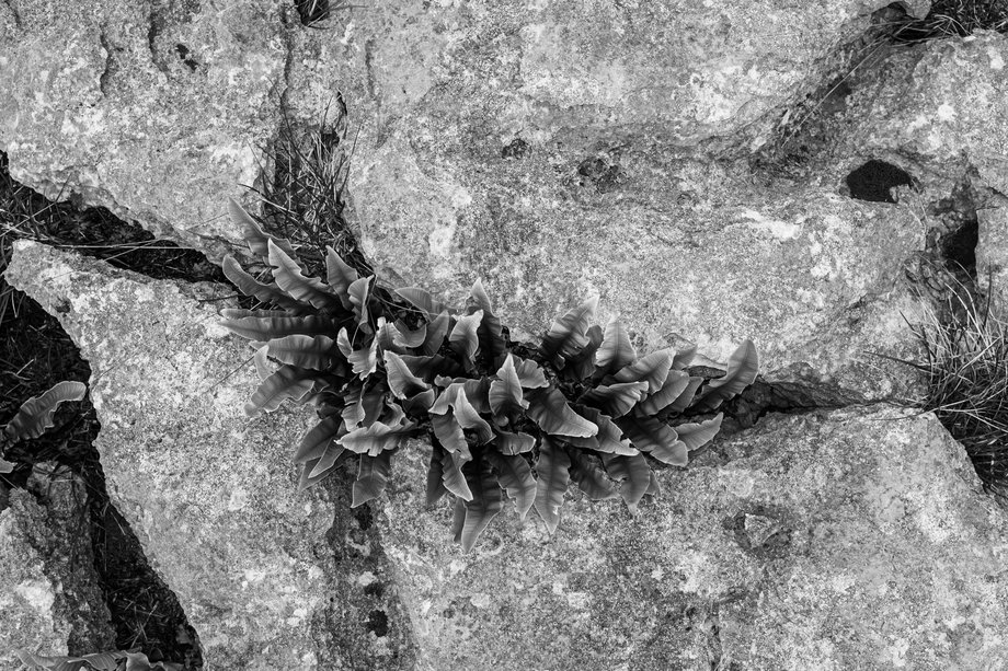 limestone pavement at great asby scar