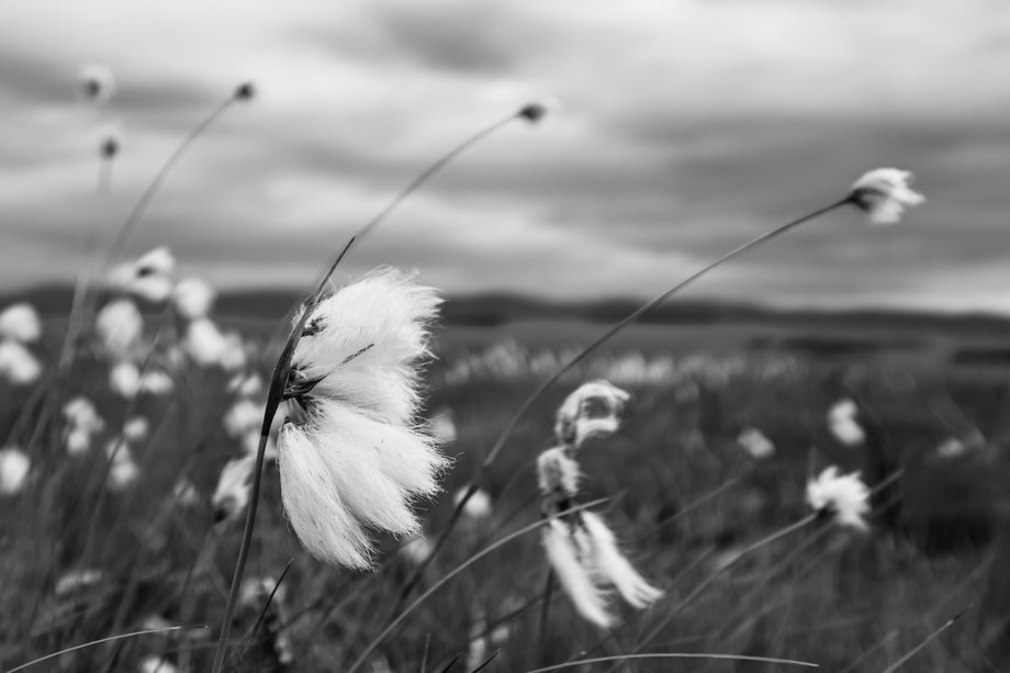 seed heads blowing in the wind