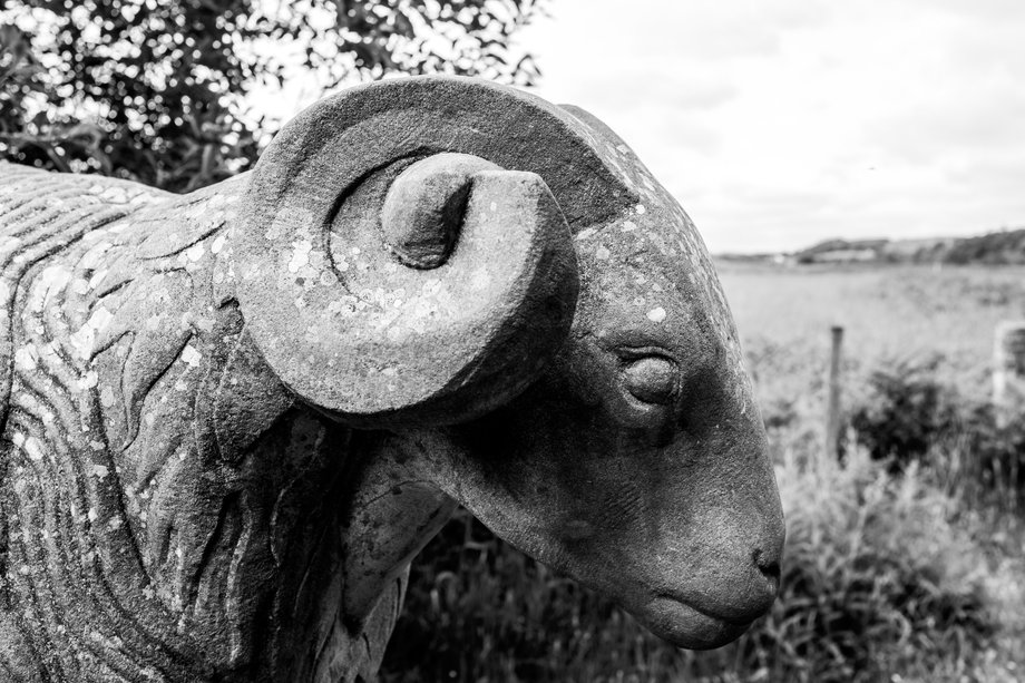 stone scupture of two life-sized sheep standing on a drystone wall by artist keith alexander