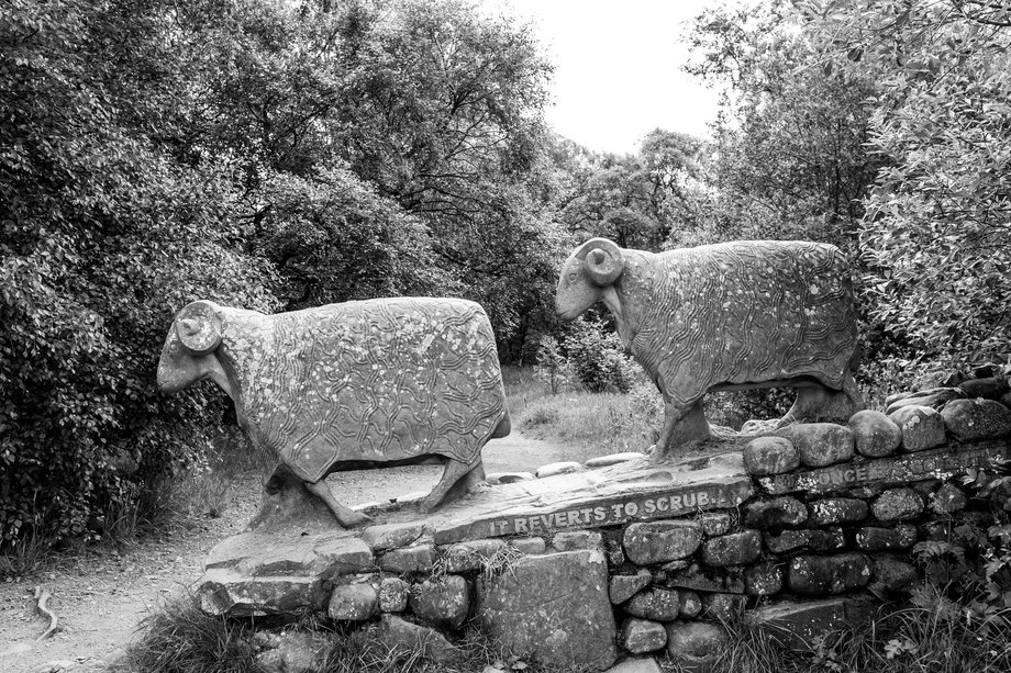 stone scupture of two life-sized sheep standing on a drystone wall by artist keith alexander