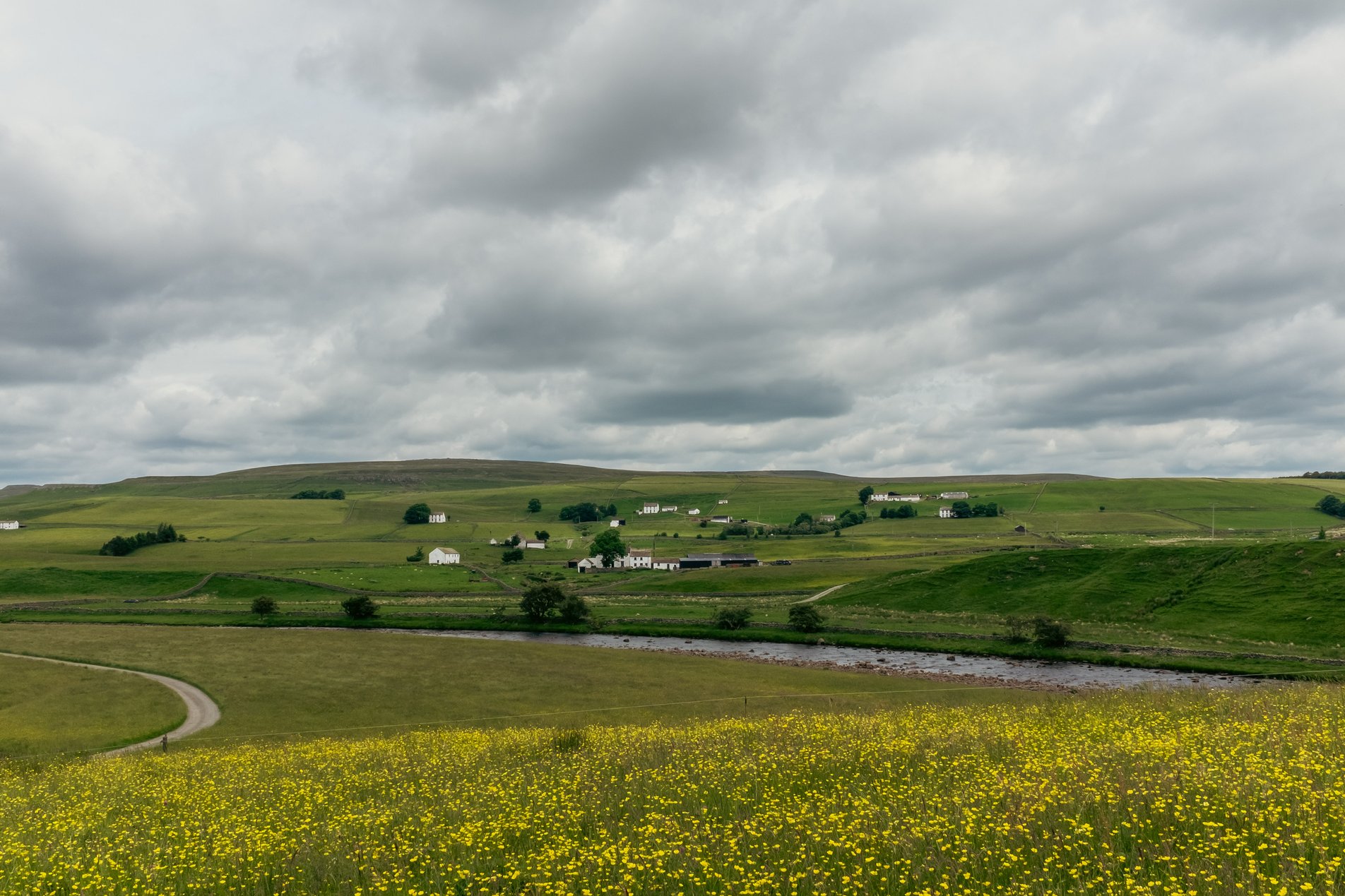 rural english landscape with river and buttercups