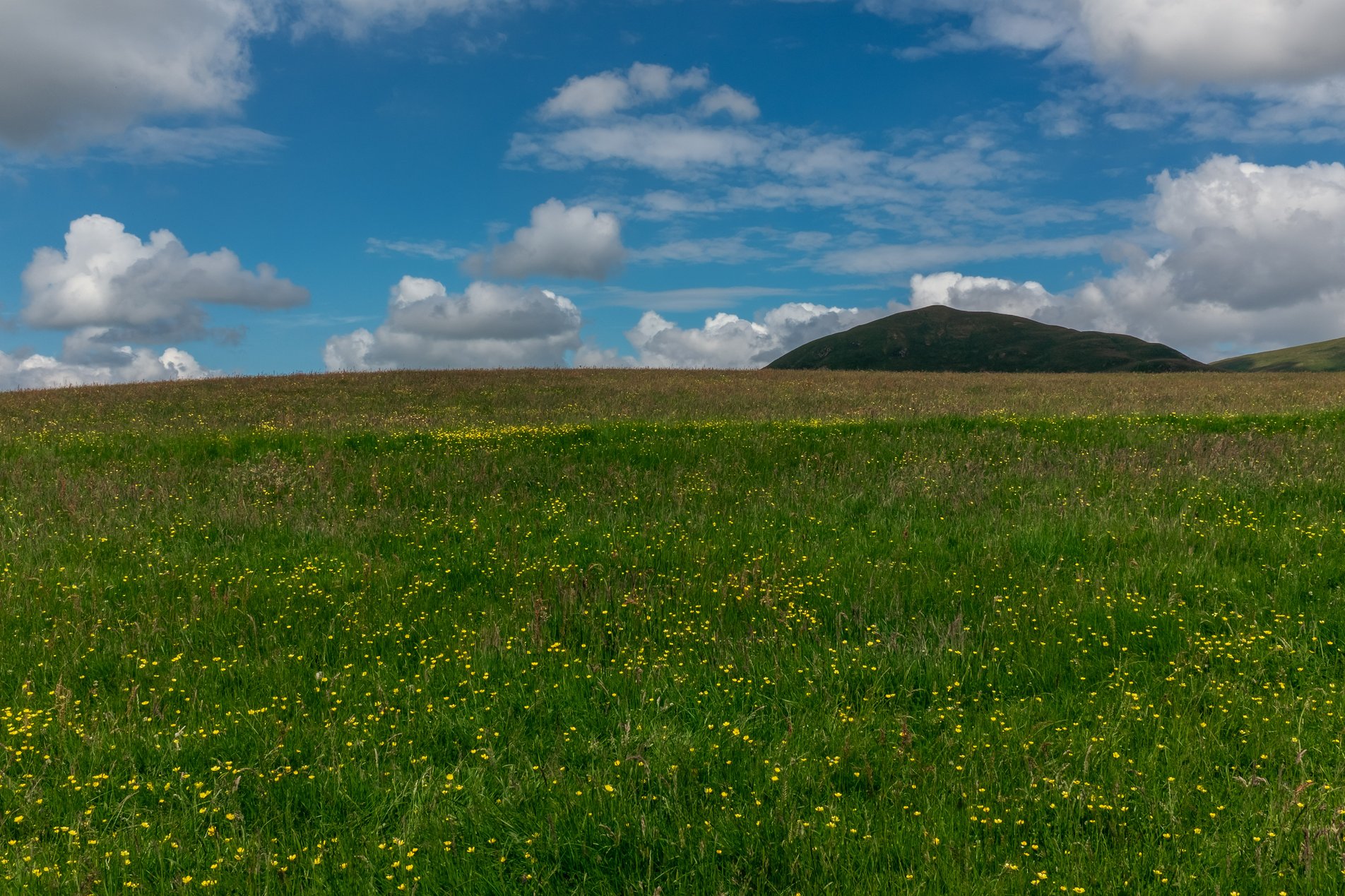 field with buttercups and mountain in distance