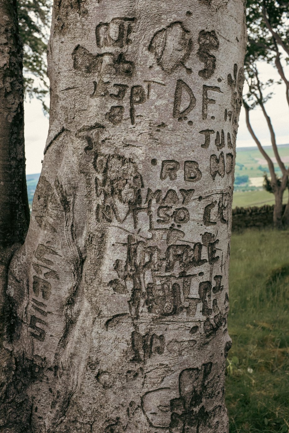 tree truck with names engraved