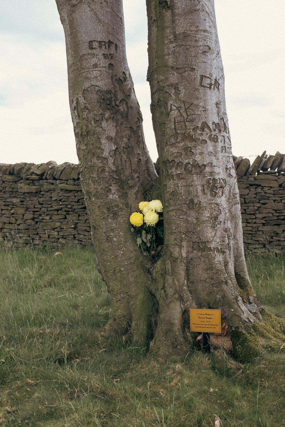 memorial plaque next to tree with yellow flowers