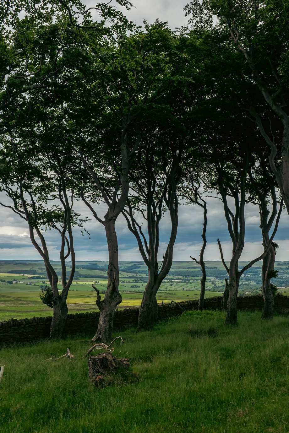 group of twisted trees next to dry stone wall
