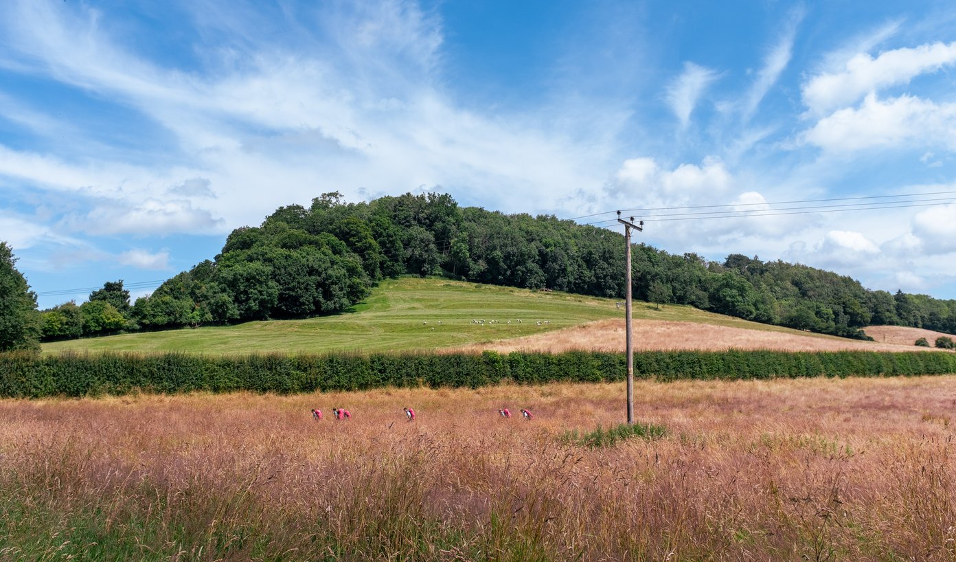 tree covered hill with line of walkers in foreground