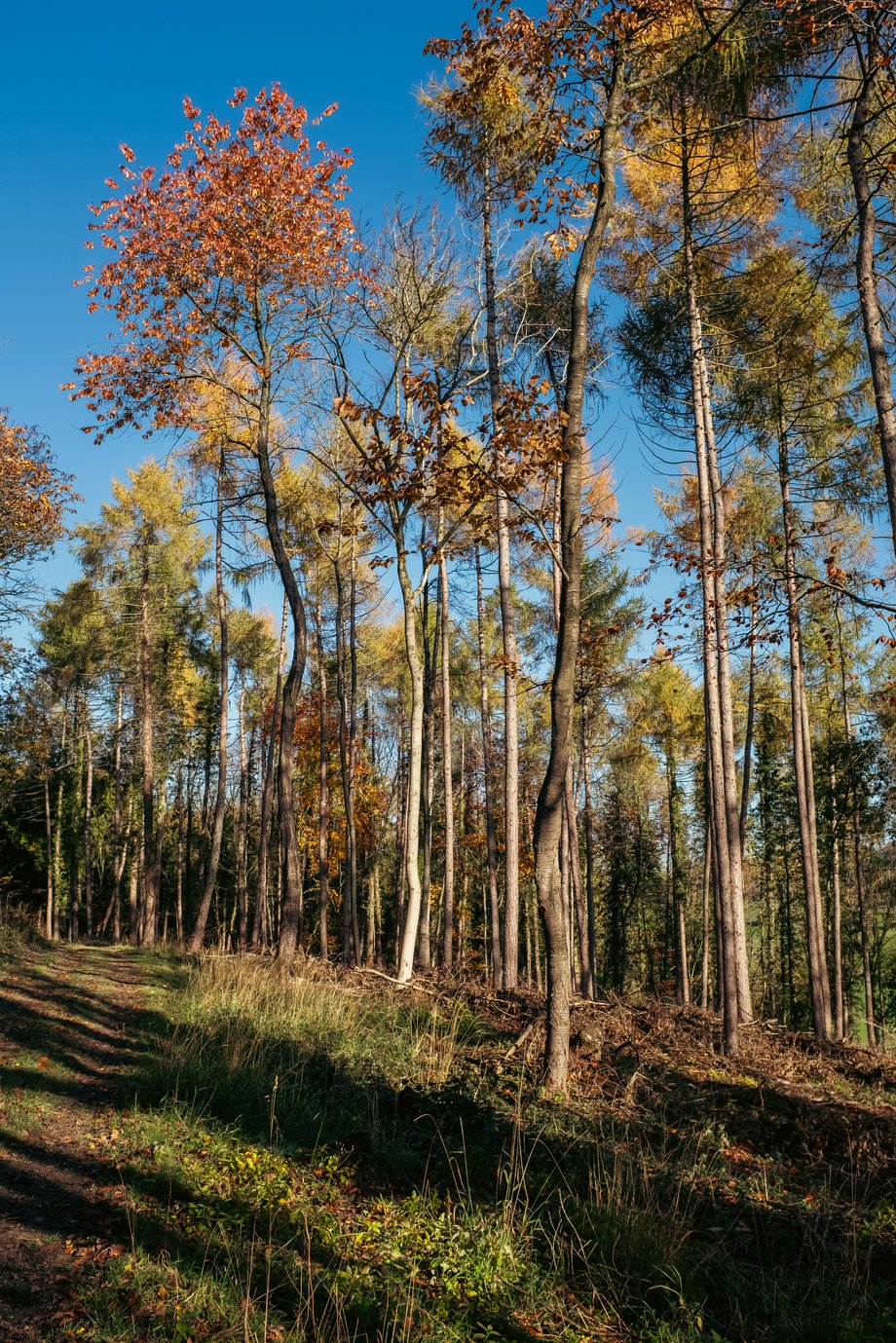 tall trees with bright blue sky