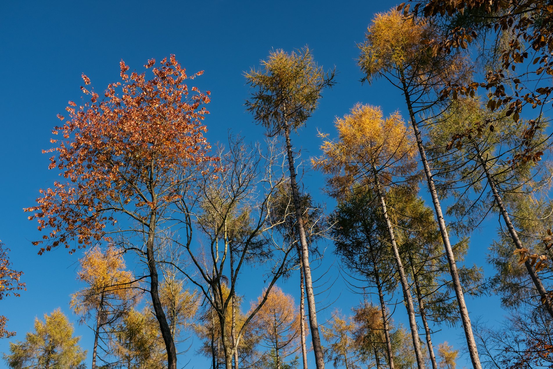 looking up into tall trees with bright blue sky